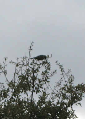 Birds!